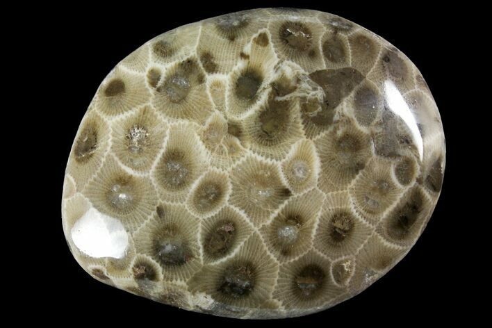 Polished Petoskey Stone (Fossil Coral) - Michigan #156113